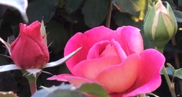 寒風中獨自綻放的玫瑰(標題圖檔)